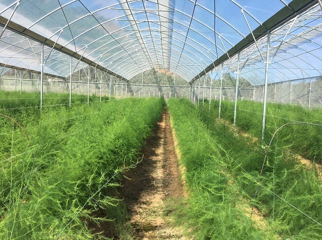 Trồng cây măng tây #17 Trồng cây măng tây